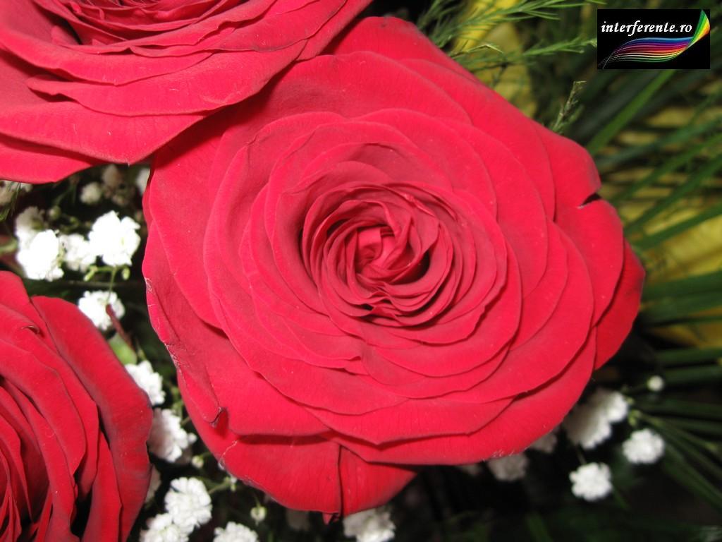 Imagini si poze cu trandafiri rosii pentru wallpapers avatare desktopuri felicitari